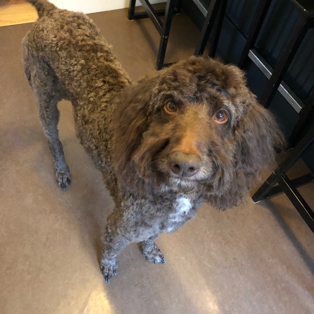 Meet your Posher, Kelly